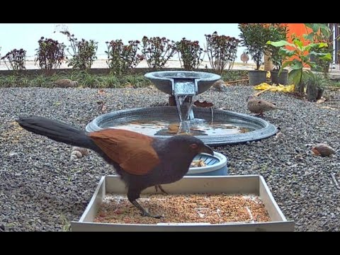 LIVE  Backyard  Bird Feeder Cam - Rubal , Phuket Thailand 👉🔔