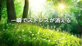 【一瞬でストレスが消える ・100％広告なし】 現代人の疲れをリセットする周波数┃心と体を浄化する癒しの音、528Hz：細胞を修復する音、森の音で自律神経を整える