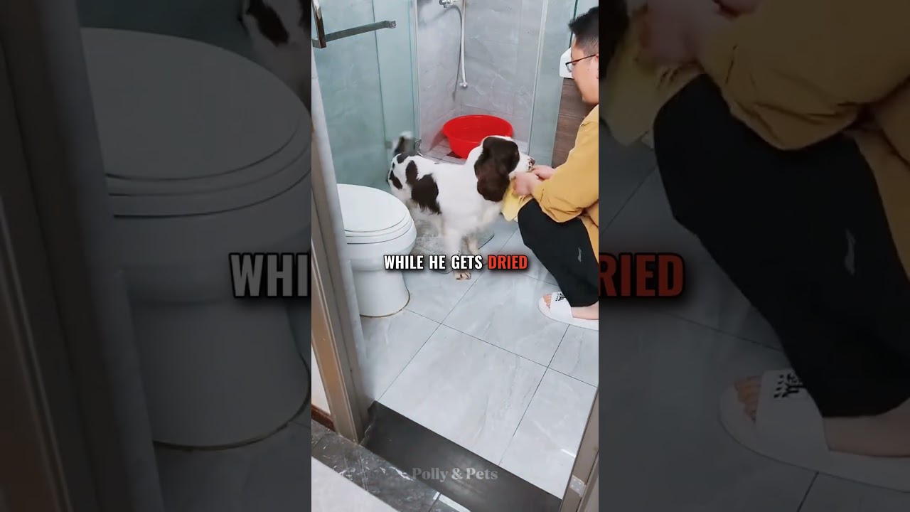 This Dog Is a Genius 🧠🐶 #shorts