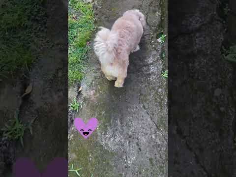 Dale like si pensas que es el perrito más lindo #perro #dog #perros #dogs #dogsofinstagram #doglover