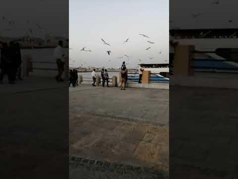 🕊️The Moment of Joy🕊️