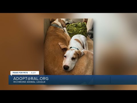 Paws for Pets: Alby, a charming quick learner, loves other dogs - YouTube