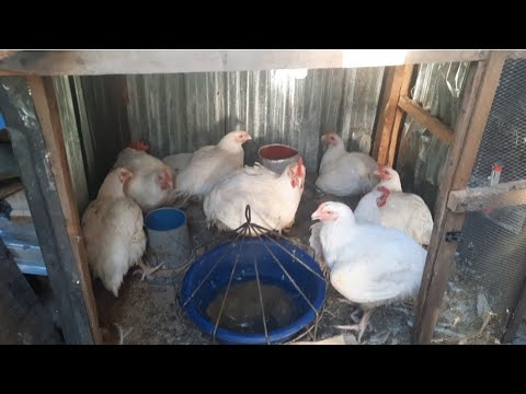, title : 'Starting a backyard poultry in Nigeria | Poultry farming in Nigeria | Small business idea'