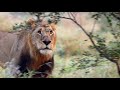 Young Male Lion Lambile Rejected By Lioness