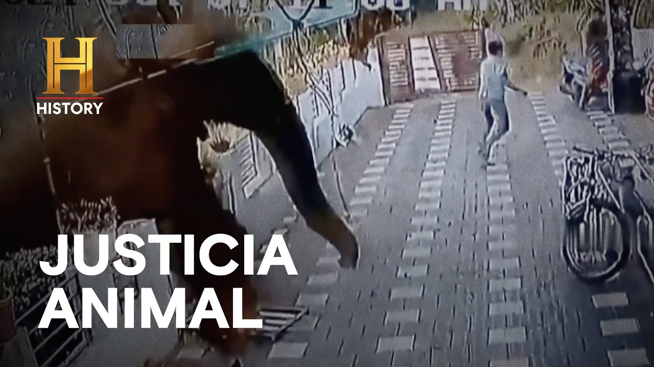 El Lado Salvaje de la Justicia 🐕🐅 / Justicia Animal -INCREÍBLE CON DAN AYKROYD