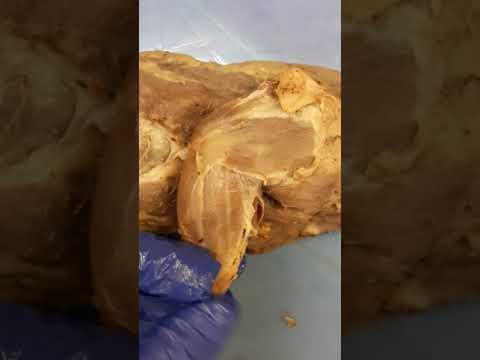 Mink Dissection