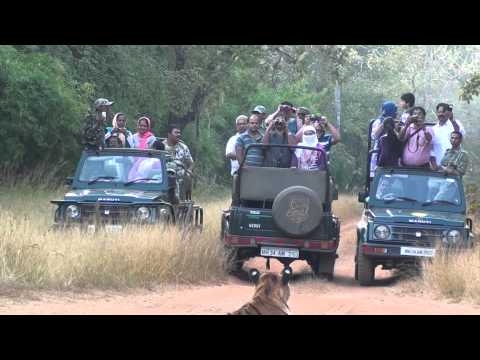 download lagu mp3 mp4 Nagpur Wildlife Sanctuary, download lagu Nagpur Wildlife Sanctuary gratis, unduh video klip Nagpur Wildlife Sanctuary