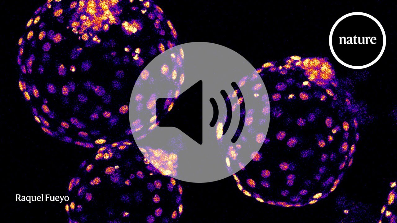 Fragmentos de ADN Viral Antiguo: Clave para el Desarrollo Embrionario Humano Temprano