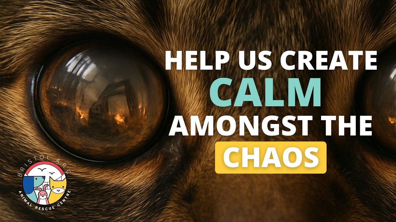 Calm Amongst the Chaos