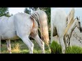 Horse Pee Female Horse Pee Horse Peeing