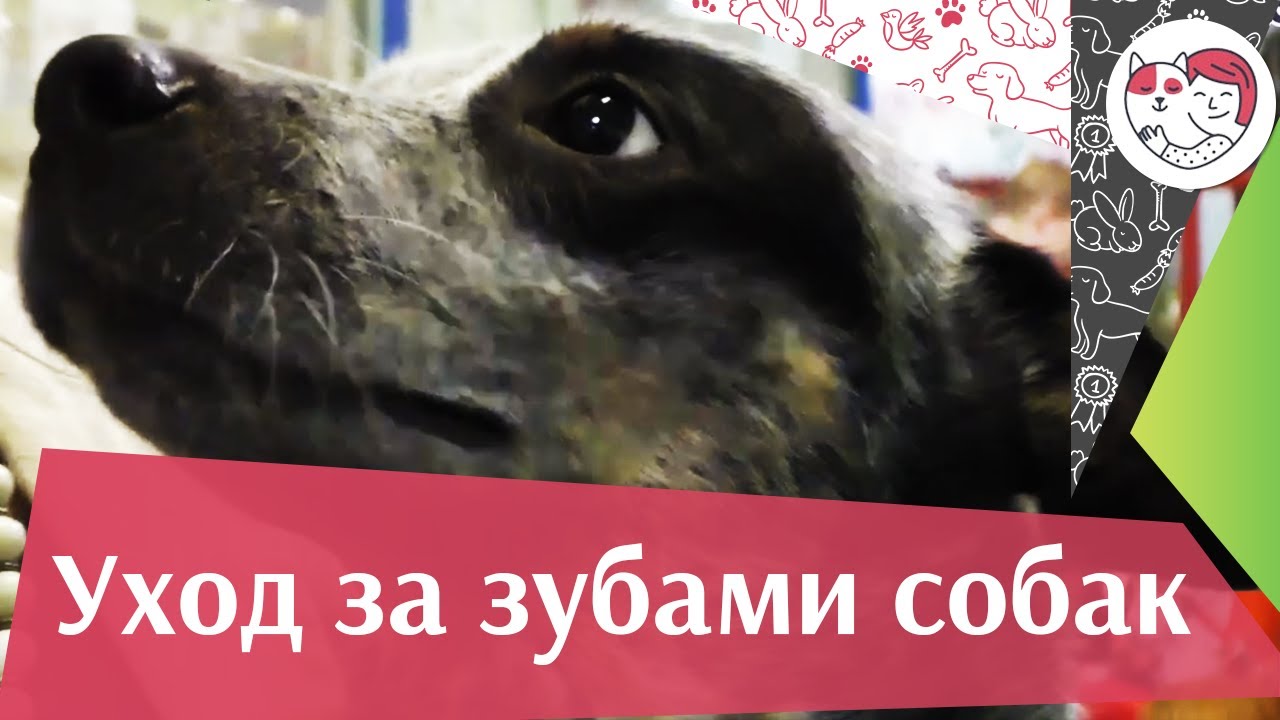 4 правила ухода за зубами собаки на ilikepet