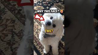Why Dogs Tilt Their Heads Like This 🐶👉🤔