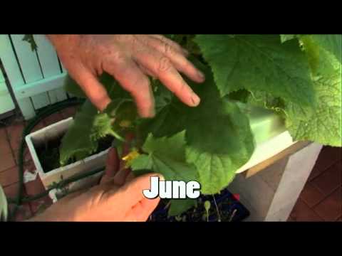Aquaponics: The First 12 Months DVD