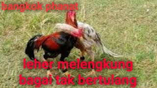Download lagu REVIEW!!! Ayam Bangkok Super Phanat / leher tak bertulang milik Mas Endri Ganjuran mp3