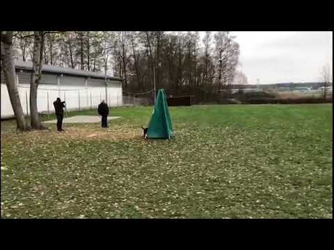 Dana vom Schwarzen Grat