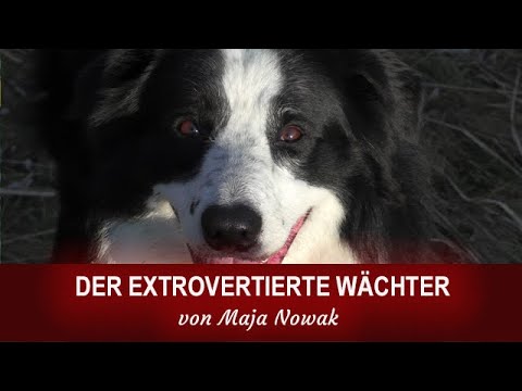 Die Vielfalt der Hunde - Der extrovertierte Wächter - Portrait - von Maja Nowak