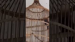 Download lagu emprit kaji rasa perkutut mp3