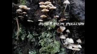 NK - fungi from yuggoth
