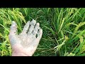 Vlog 9 A Beautiful View Of Paddy Field In The Morning Desi Bhai MH