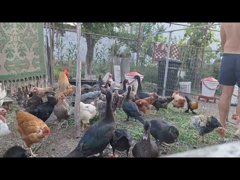 Păsări de curte 2025