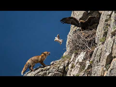 First Flight Gone Wrong: Eagle Chick Falls Into a Fox’s Deadly Ambush!