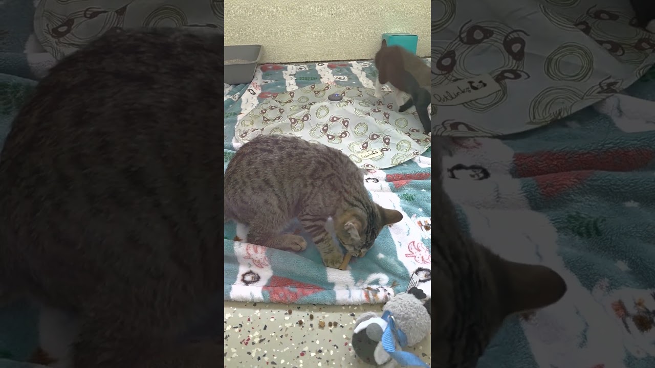 Enlarge Bullseye, an adopted Domestic Short Hair in Macomb Twp, MI video 6/6