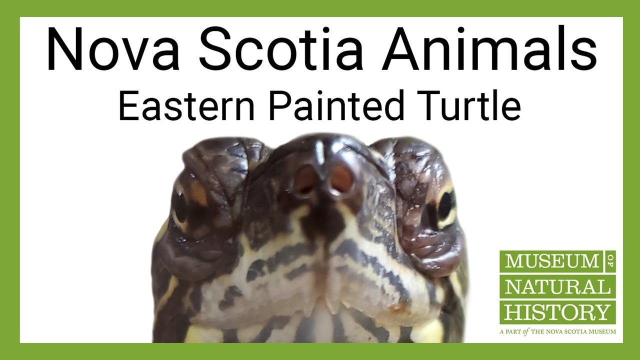 Everything you need to know about the Eastern Painted Turtle in less than 2 minutes!