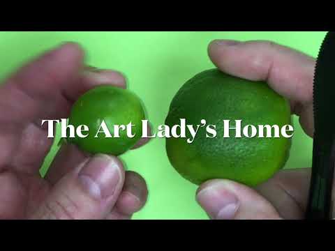 Looking at a Key lime Tree and Comparing Fruit to Standard Lime.