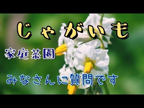 園芸 ジャガイモに関するよくある質問
