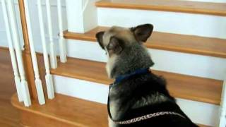 Sloan the shepherd: I was the first dog on the former Vick Property turning it GOOD!