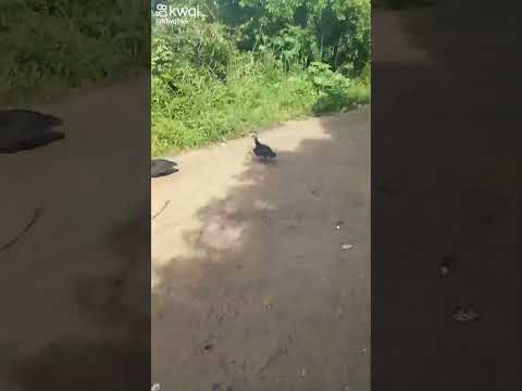 Na Mata de jaguarana em Paulista-pe