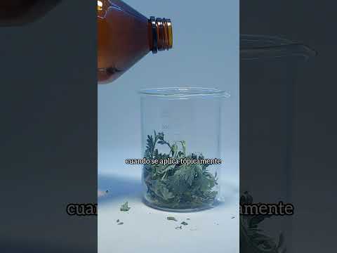 WORMWOOD OLEATE: Powerful anti-inflammatory 🔥🌿 #aromaticherbs #herbalalchemy