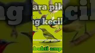 Download lagu suara pikat burung kecil dapatkan durasi lebih panjang #animal #bird #nature mp3