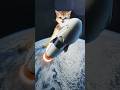 A Very Hungry Cat Cat Cute Funny