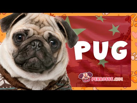 Guía del Pug