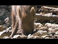 Wild Boar Daily Shorts Best Of Internet Funny Animal Content