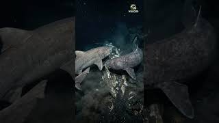 Download lagu GIANT SIXGILL SHARK vs PACIFIC SLEEPER SHARK 🦈 | Battle in the Deep Sea mp3