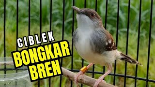 Download lagu Masteran dan Terapi Ciblek Kristal, Pancingan Gacor Agar Burung Rajin Bunyi mp3 Download lagu Masteran dan Terapi Ciblek Kristal, Pancingan Gacor Agar Burung Rajin Bunyi mp3