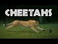 Cheetahs for Kids: Learn All About Cheetahs - FreeSchool