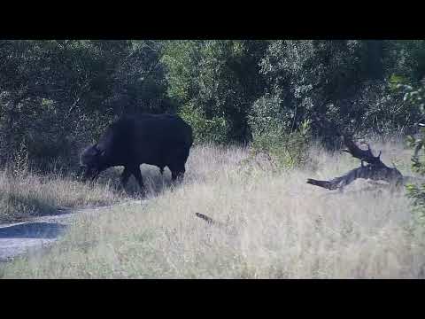 Djuma: Lone Buffalo-left horn broken off - 08:35 - 06/07/2023