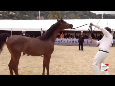 N.11 SARRAH AL JASSIMYA - Menton 2016 - Yearling Fillies (Class 1A)