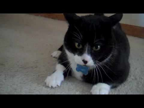 cat tries to eat rubber band