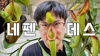 네펜데스 삽목데스???? 무더위에 녹아내린다데스???? ㅣ 네펜데스 여름철 삽목 꿀팁