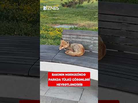 Bakının mərkəzində parkda tülkü görənləri heyrətləndirib