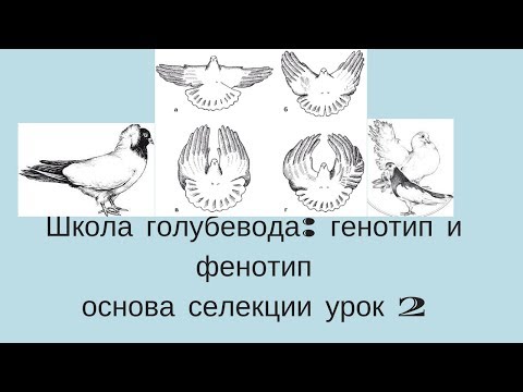 Школа голубевода урок 2 Основы селекции генотип и фенотип