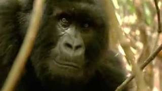 John Lydon Goes Ape - "Save the Go-ril-az !"