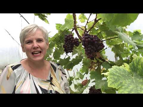 Rev Nel Shallow 200820