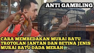 Download lagu CARA MEMBEDAKAN MURAI BATU TROTOLAN JANTAN DAN BETINA JENIS MURAI BATU DADA MERAH ANTI GAMBLING mp3