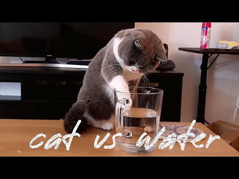 British Shorthair Cat drinking water from the jug
