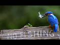 HILARIOUS Bird Videos BEST Funny Birds